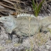 iguana_rock_lwc_provo_h_0094_tci0094.jpg